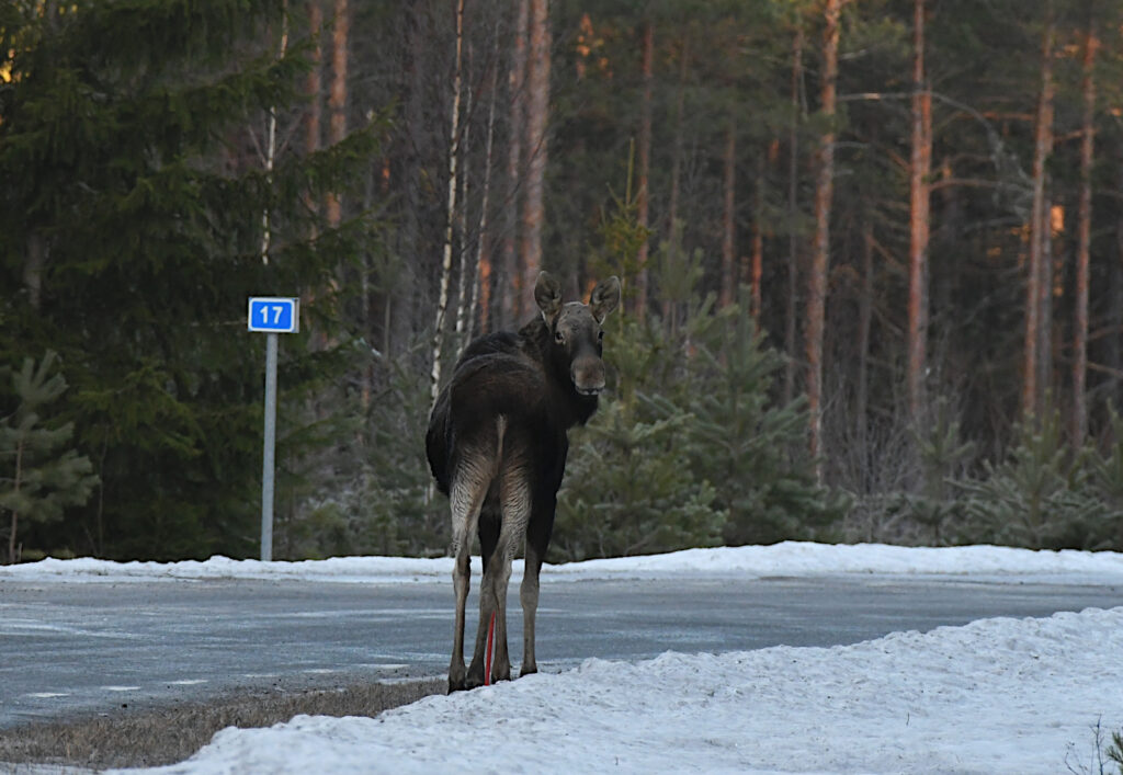 Moose. Photo by Tarvo Valker