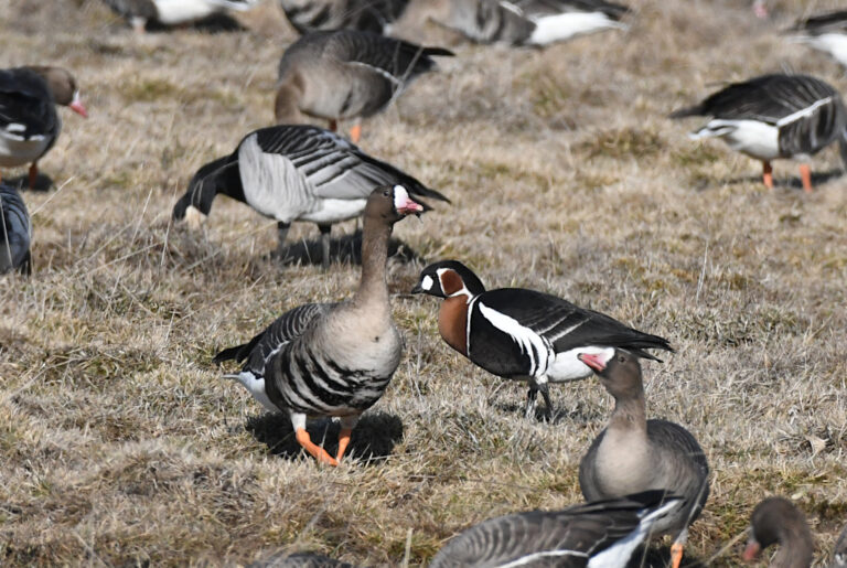 Spring Migration. Photo: Tarvo Valker