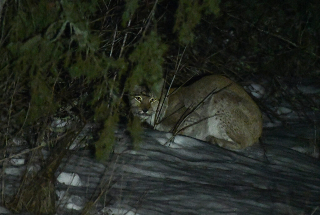 Eurasian Lynx while leading Lynx trip for Wildlife Worldwide this winter. North Estonia, February 2022. Photo by Tarvo Valker