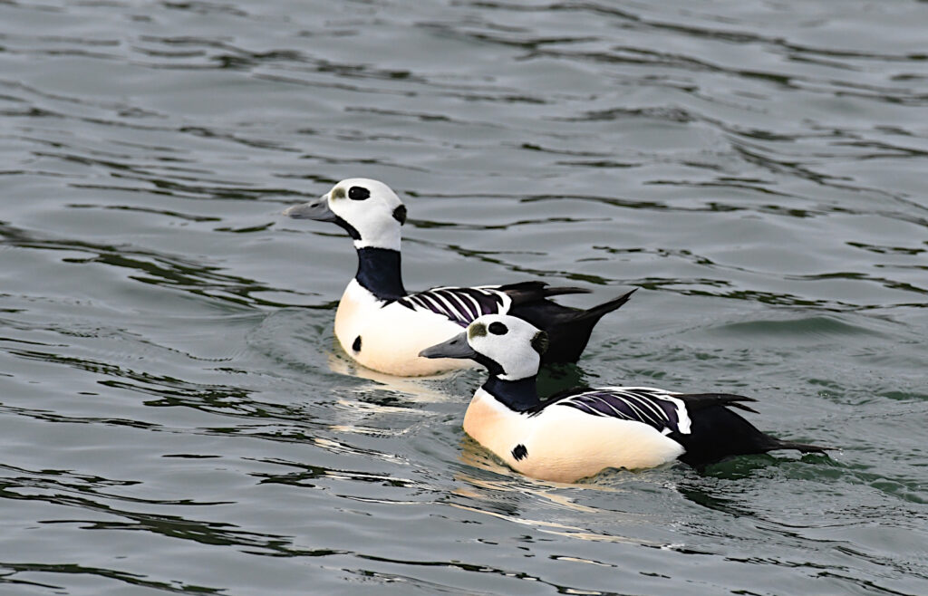 Steller´s Eiders on Saaremaa island, April 2022. Photo by Tarvo Valker