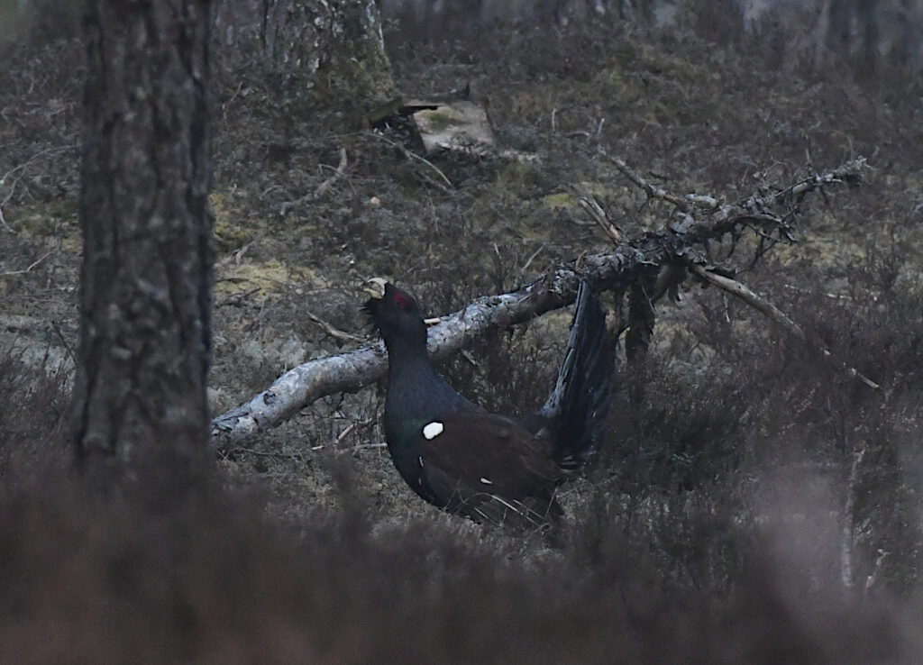 Lekking Capercaillie by the roadside. Leidissoo Nature Reserve, April 2022. Photo by Tarvo Valker