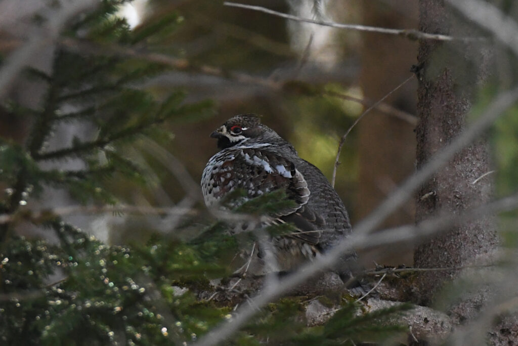 Male Hazel Grouse. Soomaa National Park, April 2022. Photo by Tarvo Valker