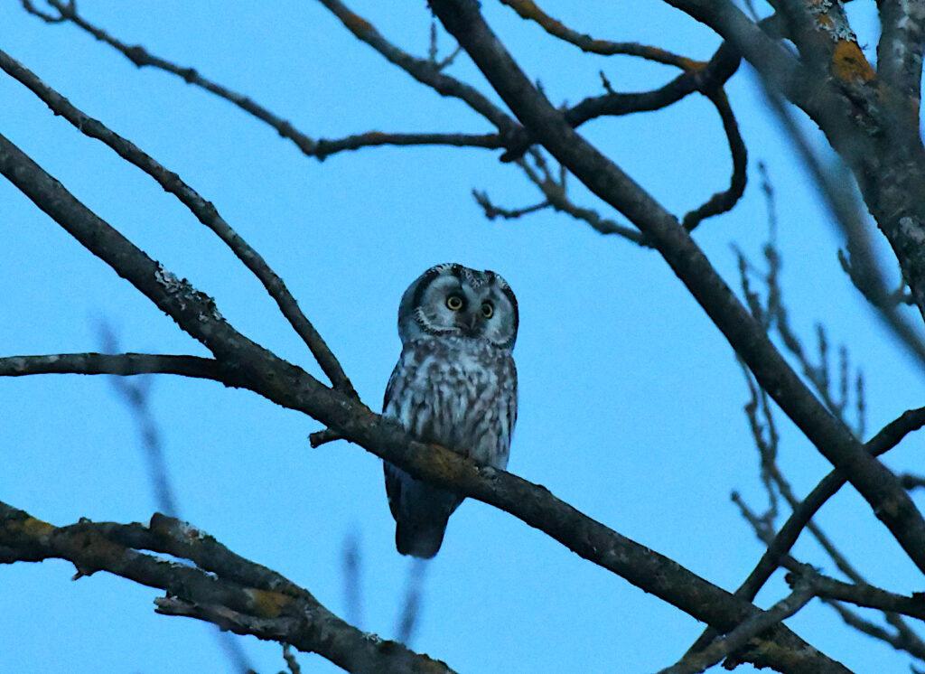 Tengmalm´s Owl is the hardest to get woodland Owls in Estonia. Cracking views with two birding groups in March. Soomaa NP, March 2022. Photo by Tarvo Valker