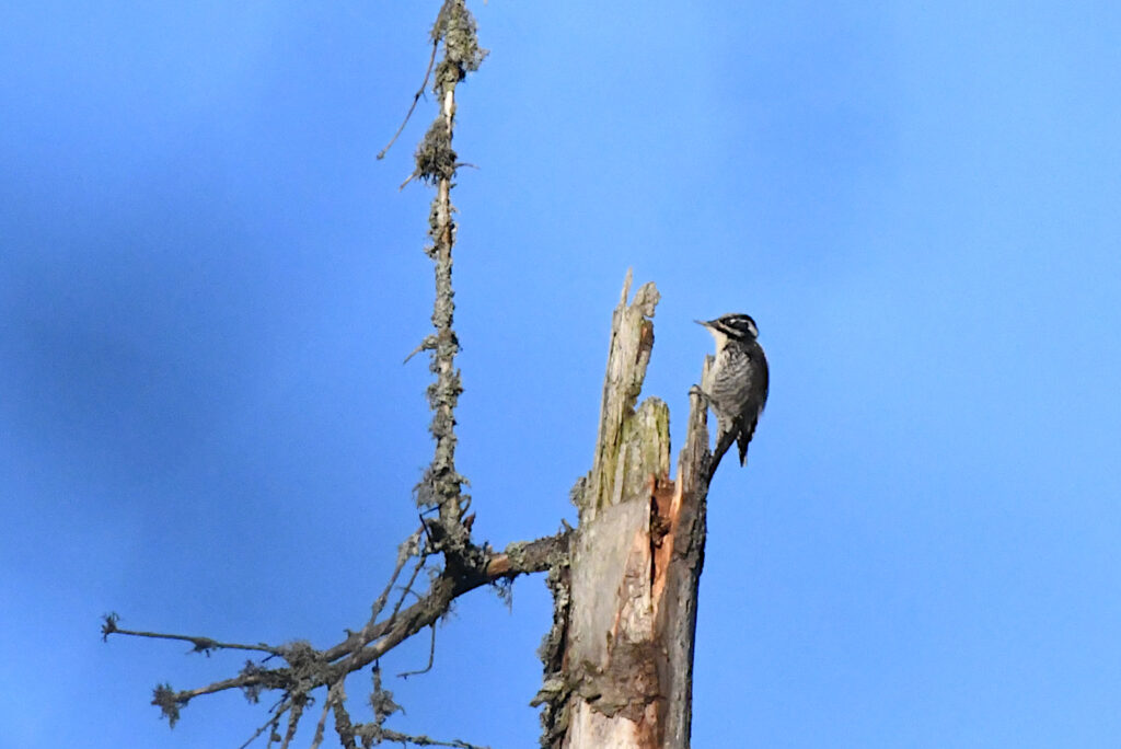 Three-toed Woodpecker is the most elusive Woodpecker species. Birds were often seen on our early spring tours in 2022. Soomaa NP, April 2022. Photo by Tarvo Valker.